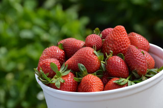 Pick Up a Pint of Freshly Picked Strawberries at Sugartown Strawberries in Malvern